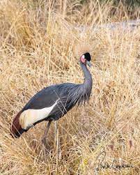 Grey Bird With Red Cheeks Black Crowned Crane Balearica Pavonina Is Very Similar To Grey Crowned Crane But Blacker With A Mostly Pink Red Ch In 2020 Wildlife Photography Beautiful Birds Birds