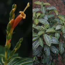 Image result for Sanchezia speciosa