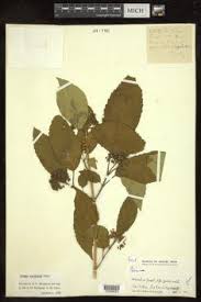 Image result for Premna hans-joachimii