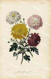 Pompone Chrysanthemums Original Hand Colored Engraving From Etsy In 2021 Vintage Botanical Prints Vintage Flower Tattoo Botanical Prints