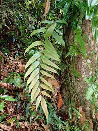 Image result for Stenochlaena