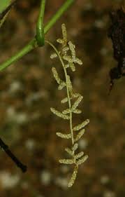 Image result for Dioscorea dumetorum