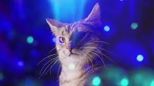 Miyav Miyav Kediler Song Klip Youtube