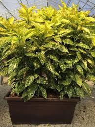 Image result for Aucuba