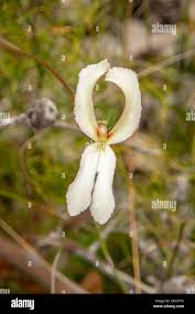 Image result for Bulbostylis schoenoides