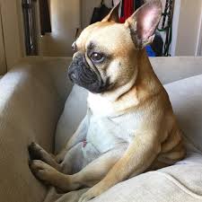 batpigandme bulldog puppies cute french bulldog cute dogs