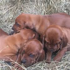.civil war, the redbone coonhound evolved into a recognized, respected breed well before 1900. Redbone Coonhound Pups Home Facebook