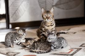 They feature high cheekbones, dark markings around the eyes and the ears are small and pointed but round at the tips. The Bengal Cat Size How Big Will A Full Grown Bengal Cats Can Get Glamorous Cats