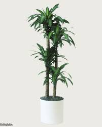 Explore our list and discover a surprising variety of low light indoor plants, including ferns, palm trees, flowering plants, and greenery. Q A Northern Light For Indoor Trees Hgtv