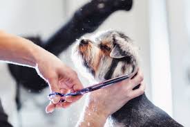 We did not find results for: Green Meadows Pet Resort Luxury Dog Boarding Kennels