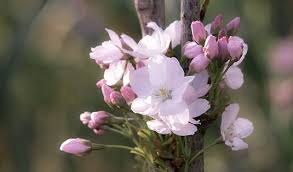 Kleine Hausbaume Fur Den Kleinen Garten Am Sonnenhang Schone Blumen Blumenbilder Blumen Bilder