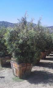 Image result for Salacia rhodesiaca