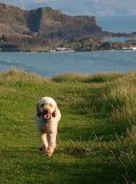 The Amazing Science Behind Pets That Find Their Way Home Pets Losing A Pet Animal Antics