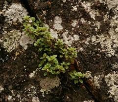 Image result for Stemodiopsis rivae