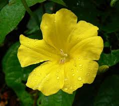 Image result for Merremia stellata