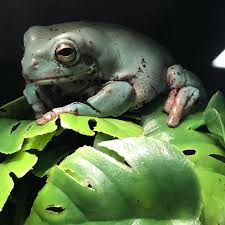 Whites Tree Frog Whites Tree Frog Tree Frogs Frog