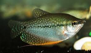 Berbeda dengan dua jenis ikan guppy lainnya, swamp guppy bukanlah ikan air tawar eksklusif; 20 Umpan Ikan Sepat Biasa Siam Rawa Paling Jitu Dan Ampuh