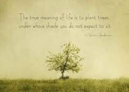 So let's celebrate the green beings. Start Here Tree Quotes Life Meaning Quotes Tree Of Life Meaning