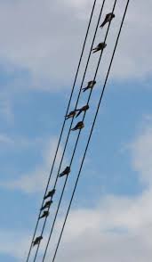 Nate fifield — attention (stretch version) 03:14. Barn Swallows Hayward Gardens
