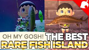New horizons on their switch console in march, and since then it has taken off all over the world! The Rare Sturgeon Fish Island In Animal Crossing New Horizons Youtube