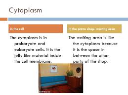 The eukaryotic cell structure an analogy is a way of explaining something by comparing it with something else. Cell Analogy Pizza Shop Ppt Video Online Download