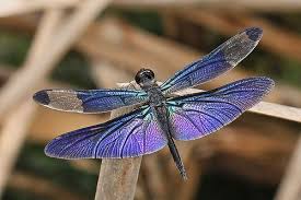 Black And Blue Dragonfly Meaning Purple Dragonfly Dragonfly Photos Dragonfly Symbolism Dragonfly