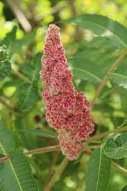Cones small, mostly less than 1. Ohio Weedguide
