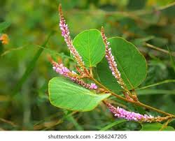 Image result for Polhillides velutina