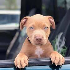 puppies in 2021 cute baby dogs baby dogs cute animals