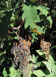 Image result for Bocconia arborea