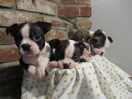 New and used items, cars, real estate, jobs, services, vacation rentals and we have a litter of boston terrier x old english bulldogge puppies available. 4 Girl Boston Terrier Puppies Need Good Home In Burbank California Puppies For Sale Near Me
