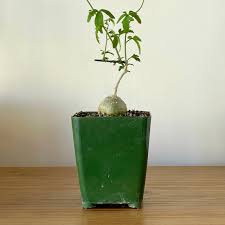 Image result for Kedrostis capensis