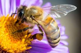 Now we look at the flowers that make a bee plot very productive. Best Plants To Attract Bees To Your Garden In Australia