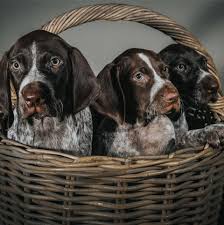 Buy or research german wirehaired pointer puppies. Nz German Shorthaired Pointer Rescue Charitable Trust Also Gsp Rescue Home Facebook