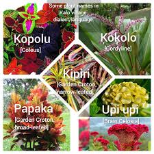 Image result for Coleus sessilifolius