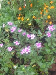 Maybe you would like to learn more about one of these? Tersedia Macam Macam Tanaman Bunga Untuk Hiasan Taman Anda Hub Wa Kami Konstruksi Dan Taman 761900234