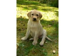Dad is a pure bred lab retriever mum is a goldador retriever both are fantastic dogs. Labrador Retriever Puppies For Sale