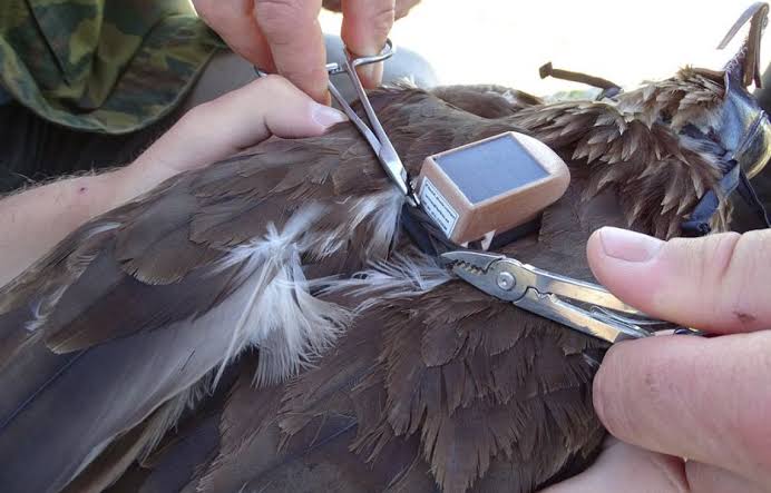 Where Eagles Dare - Tracking the Impact of the Invasion of Ukraine on Eagle Migration