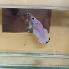 Sangat banyak sekali jenis ikan cupang yang berhasil di temukan. Grosir Female Ikan Cupang Blue Rim Top Grade Clean Body Shopee Indonesia