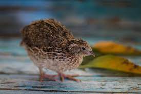 Starting Out With Japanese Quail The Poultry Site