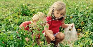 Venez Cueillir Vos Fruits Et Legumes Directement Dans Les Champs Dijon Et En Bourgogne