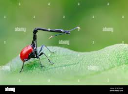 Image result for Dichaetanthera