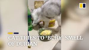 Cat Tries To Bury Smell Of Durian Youtube Cats Smelling Durian Cats
