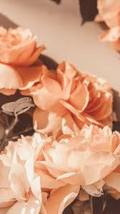 Find the perfect flower coral stock photo. Iphonaddict Tekside Agi Peach Aesthetic Peach Wallpaper Flower Aesthetic