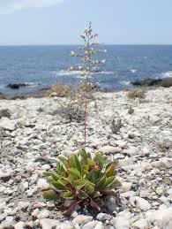 Image result for Plumbago ituriensis