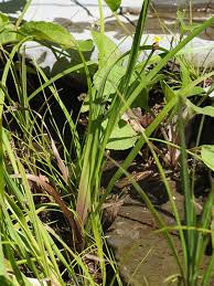 Image result for Xyris friesii