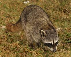 Procyon lotor) حيوان ثديي من آكل للحوم يستوطن أنحاء متفرقة من الولايات المتحدة وجنوب كندا وتعني كلمة الراكون في لغة سكان أمريكا الشمالية الأصليين تعني الحيوان الذي يدلك. Ø§Ù„Ø±Ø§ÙƒÙˆÙ† ÙƒÙˆØ²ÙˆÙ…ÙŠÙ„