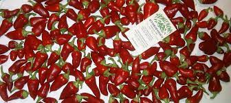We've found five of the best resources on the web to help you get started. Growing Hot Peppers Indoors Homegrown Hydroponics