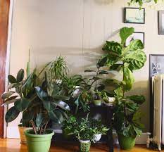 Drafts, soil that is too wet, soil that is too dry, too much sun, not enough sun, dry air, or loud music. Plant Portrait Fiddle Leaf Fig Leaf And Paw