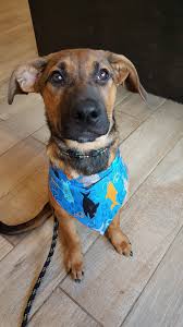The animals in the store were always well cared for and healthy. Pets R Us Houston Petsclub